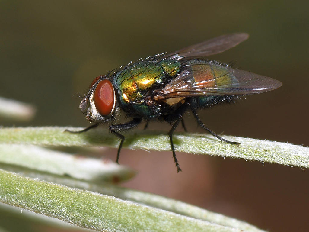 Fly4.jpg