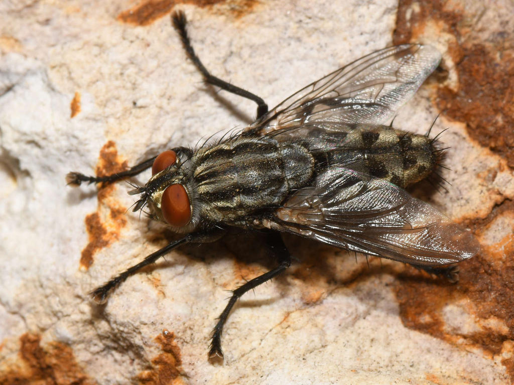 Fly4.jpg