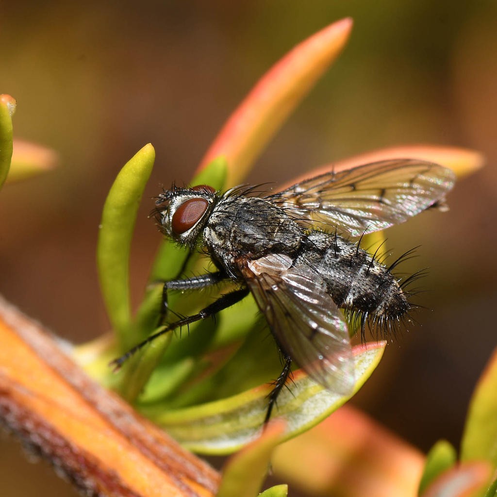 Fly4.jpg