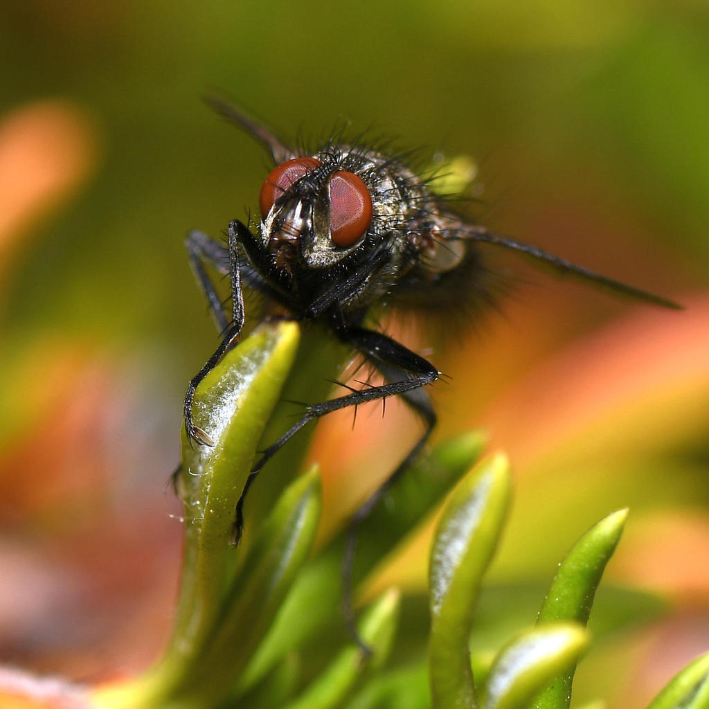 Fly4.jpg