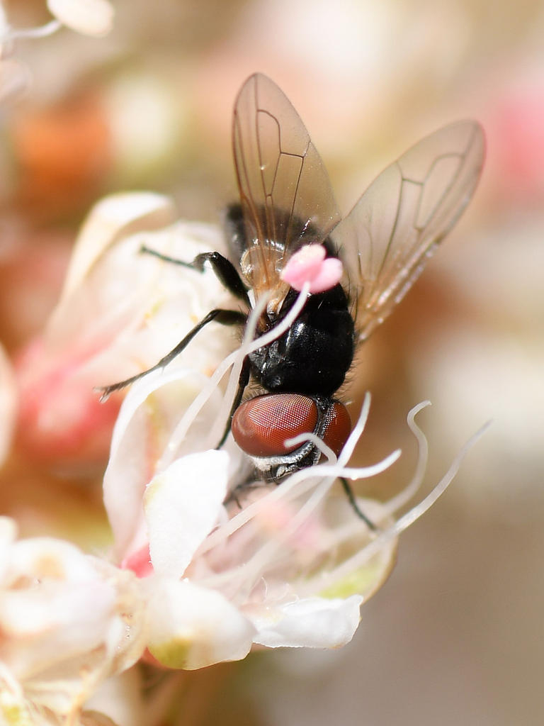 Fly4.jpg