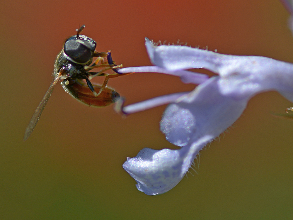 Fly4.jpg