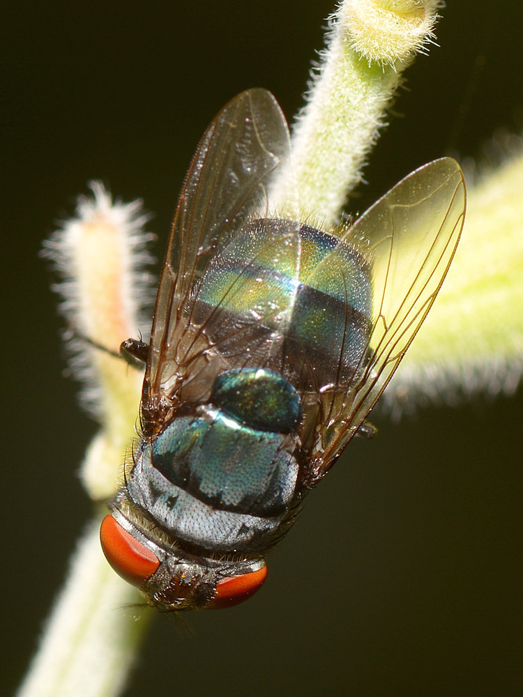 Fly5.jpg