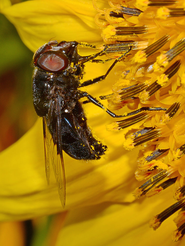 Fly5.jpg