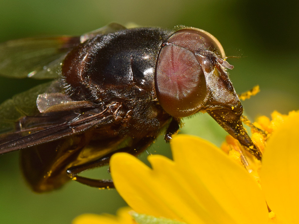 Fly5.jpg