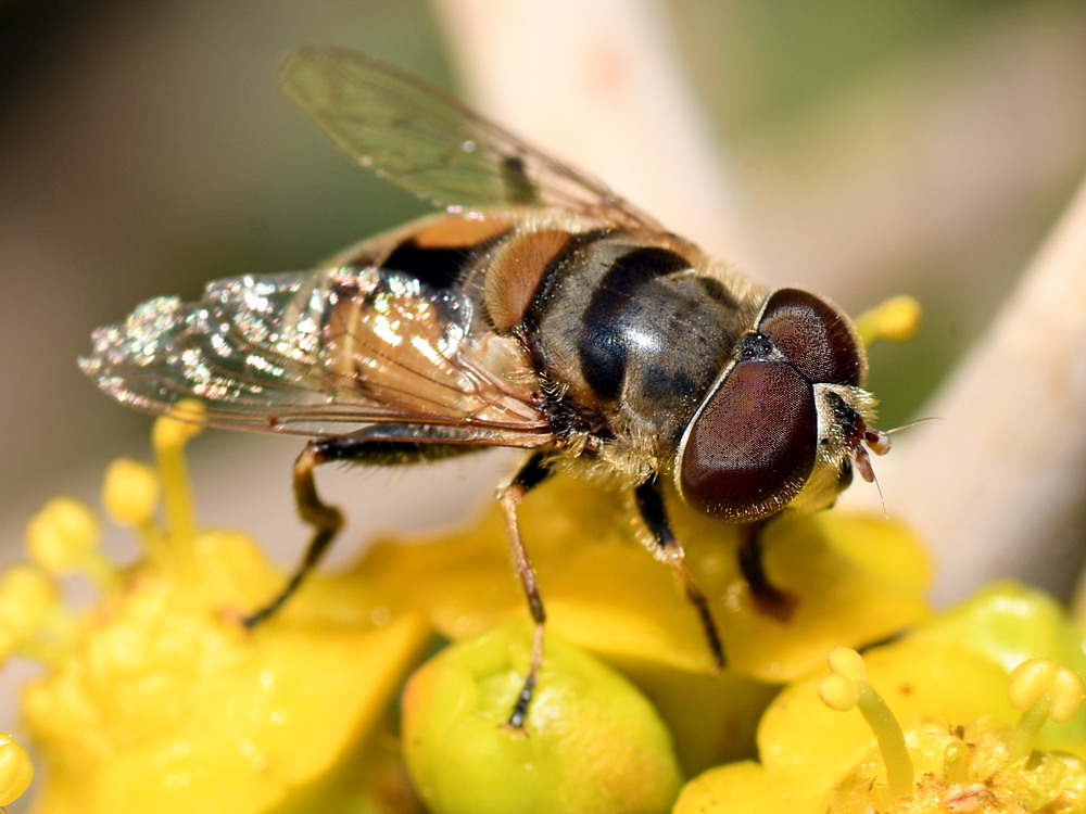 Fly5.jpg