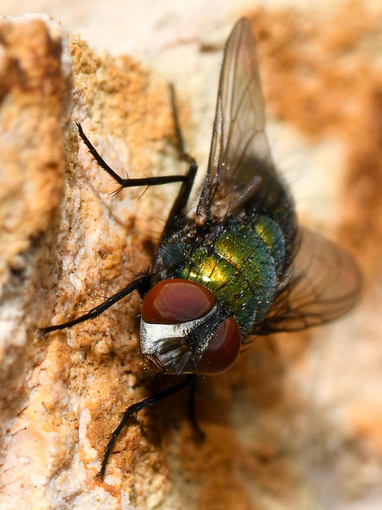 Fly5.jpg