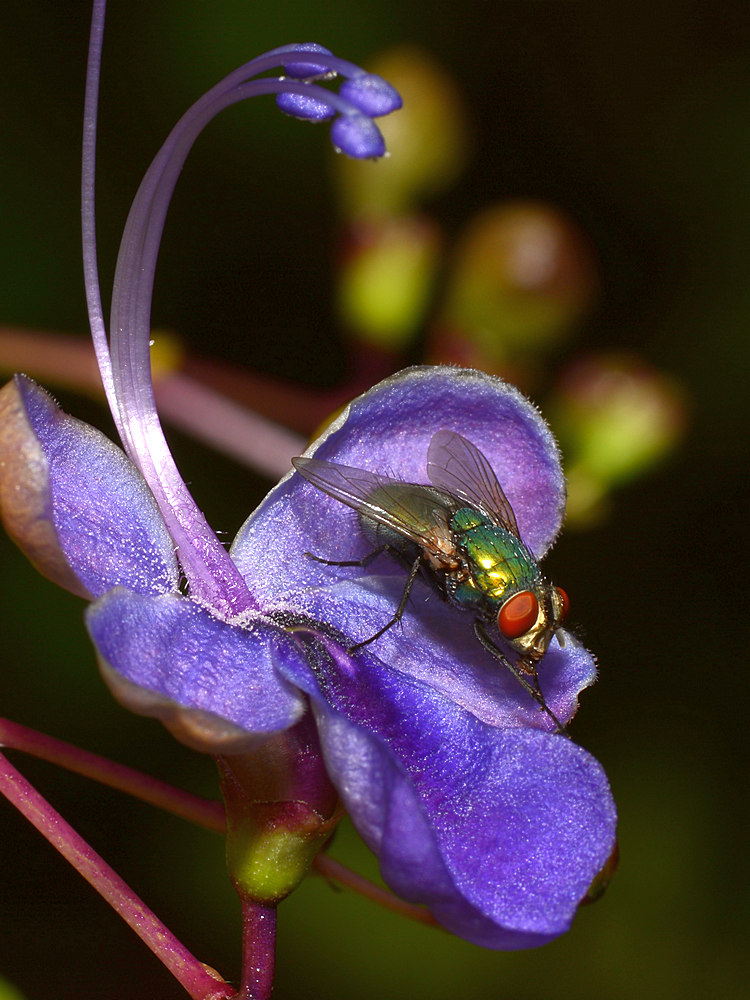 Fly6.jpg