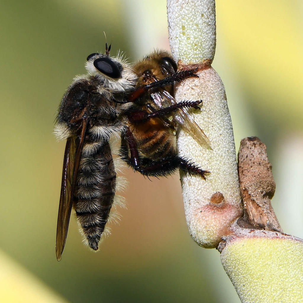 Fly6.jpg