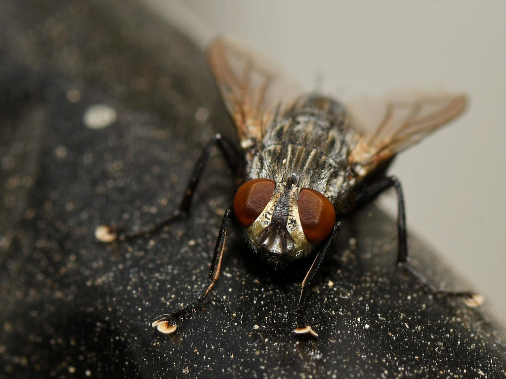 Fly6.jpg