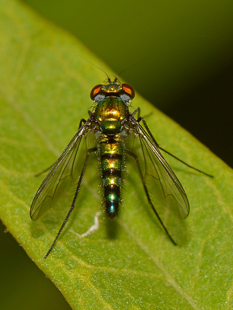 Fly7.jpg