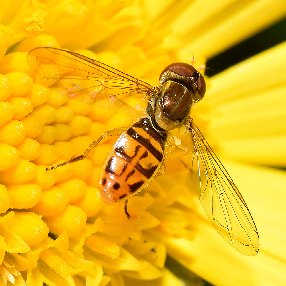 Fly7.jpg