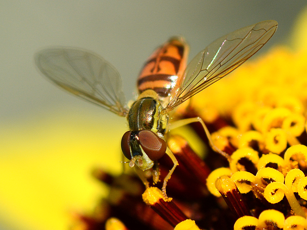 Fly7.jpg