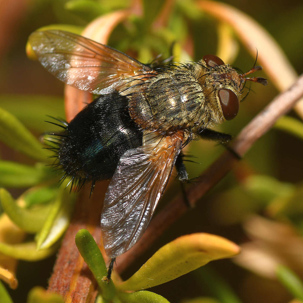 Fly9.jpg