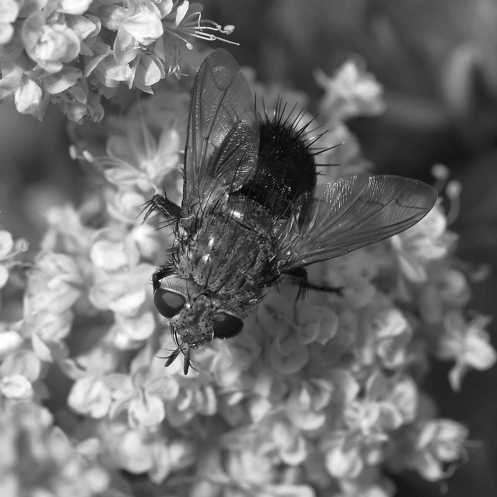 FlyBW.jpg