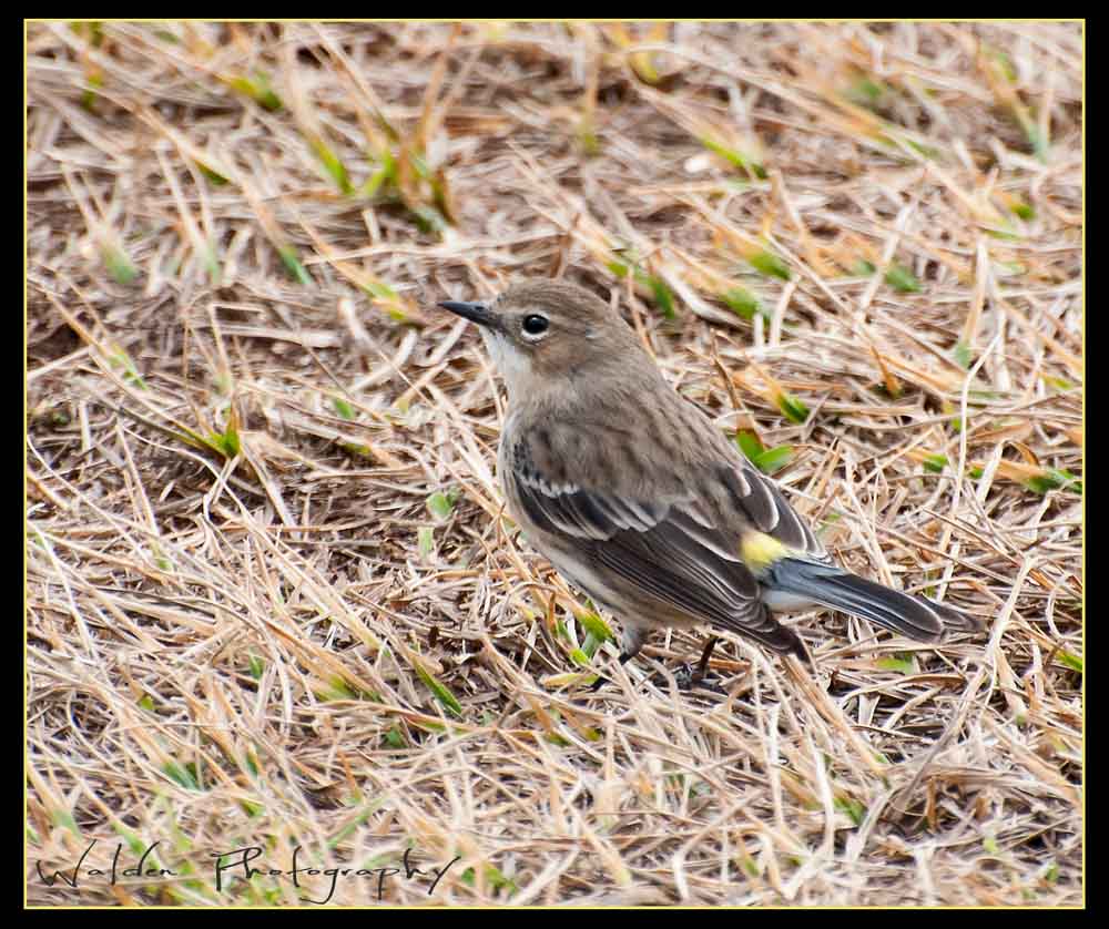 Flycatcher 1.jpg