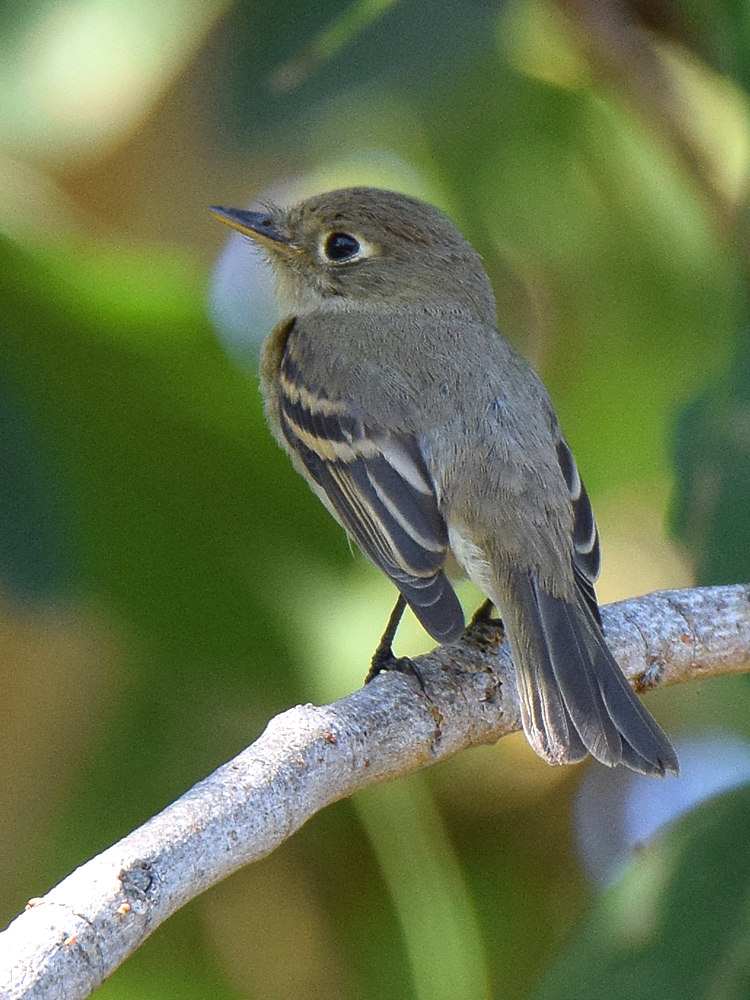 FlyCatcher.jpg