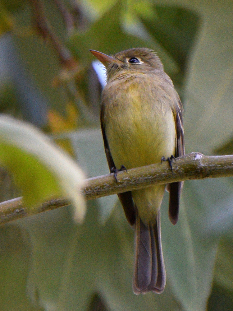 FlyCatcher.jpg