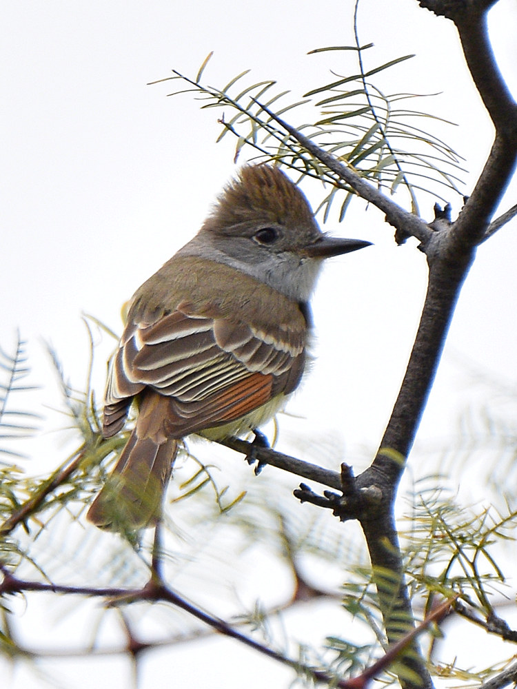 FlyCatcher.jpg