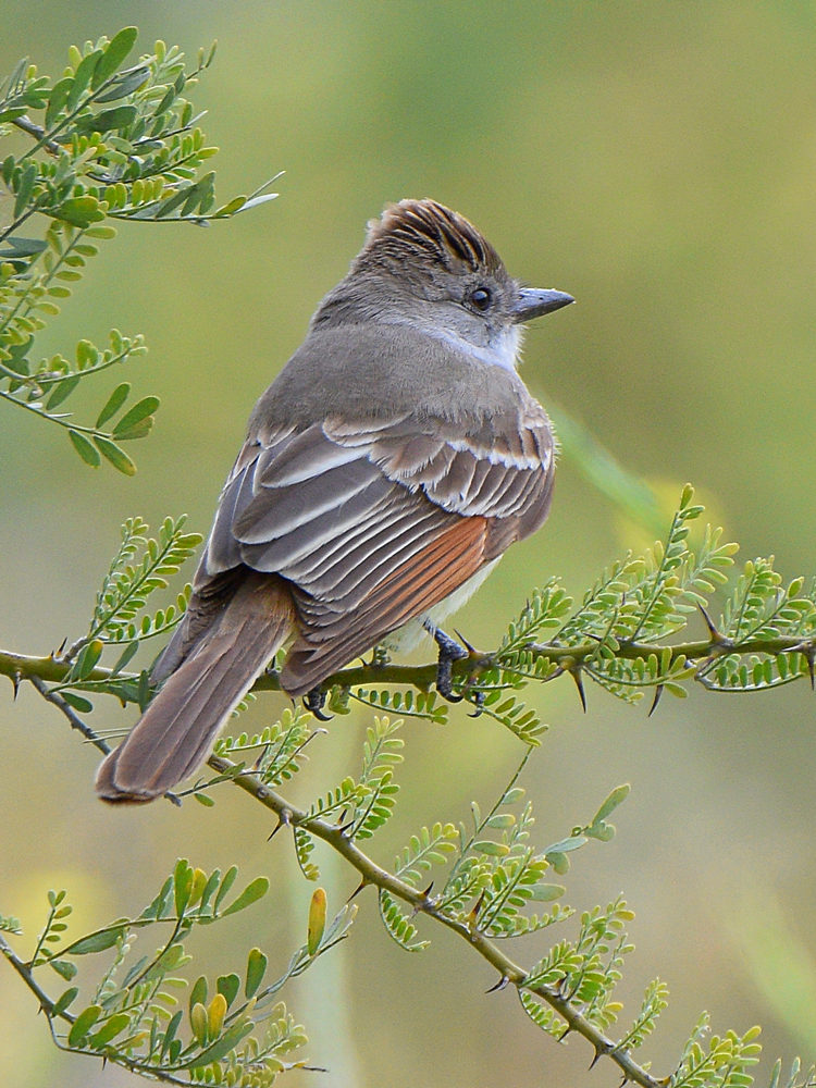 FlyCatcher.jpg