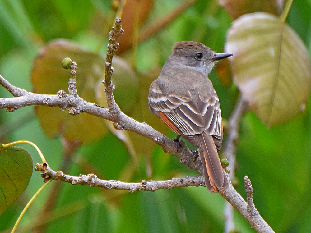 FlyCatcher.jpg