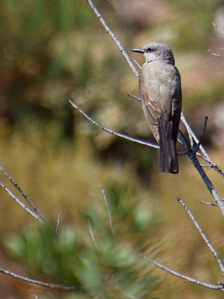 Flycatcher.jpg
