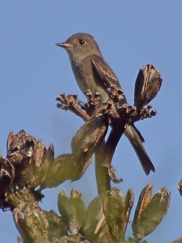 Flycatcher.jpg