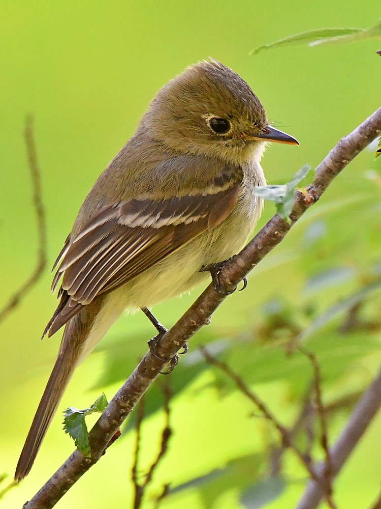 Flycatcher.jpg
