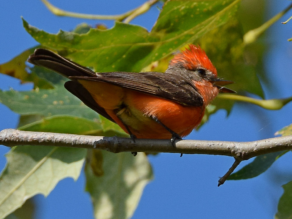 Flycatcher.jpg