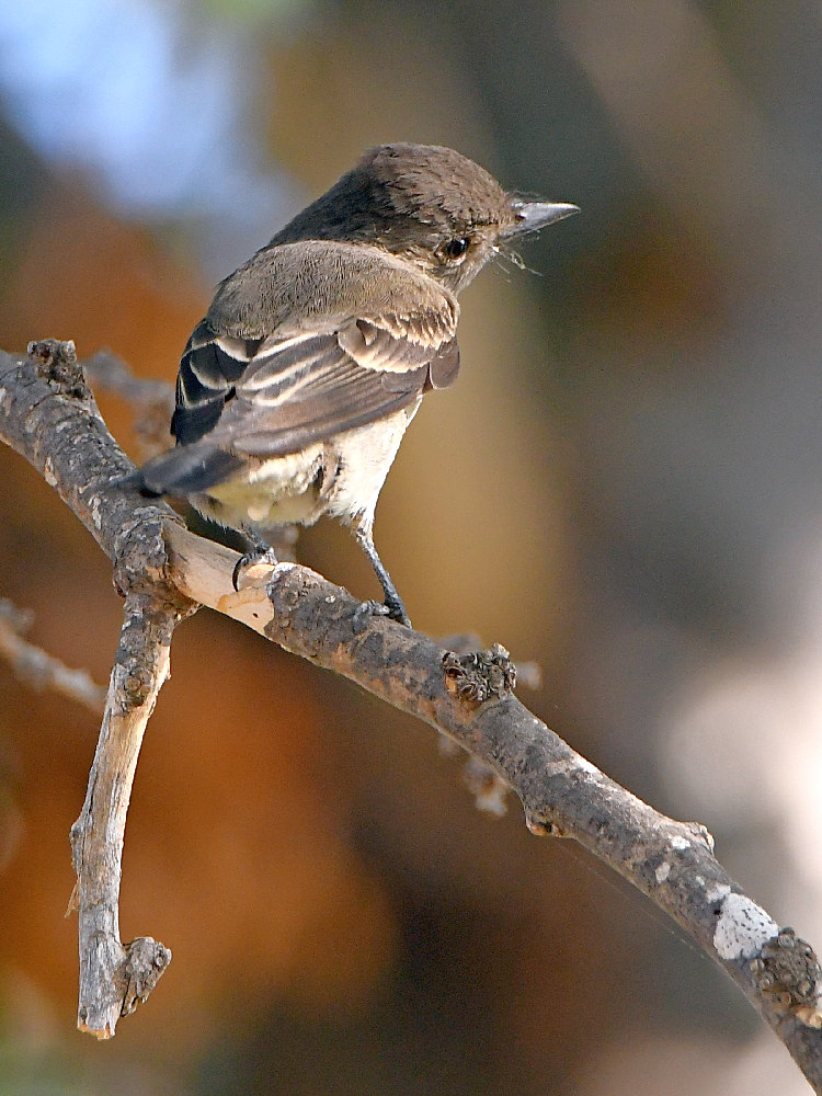 Flycatcher.jpg