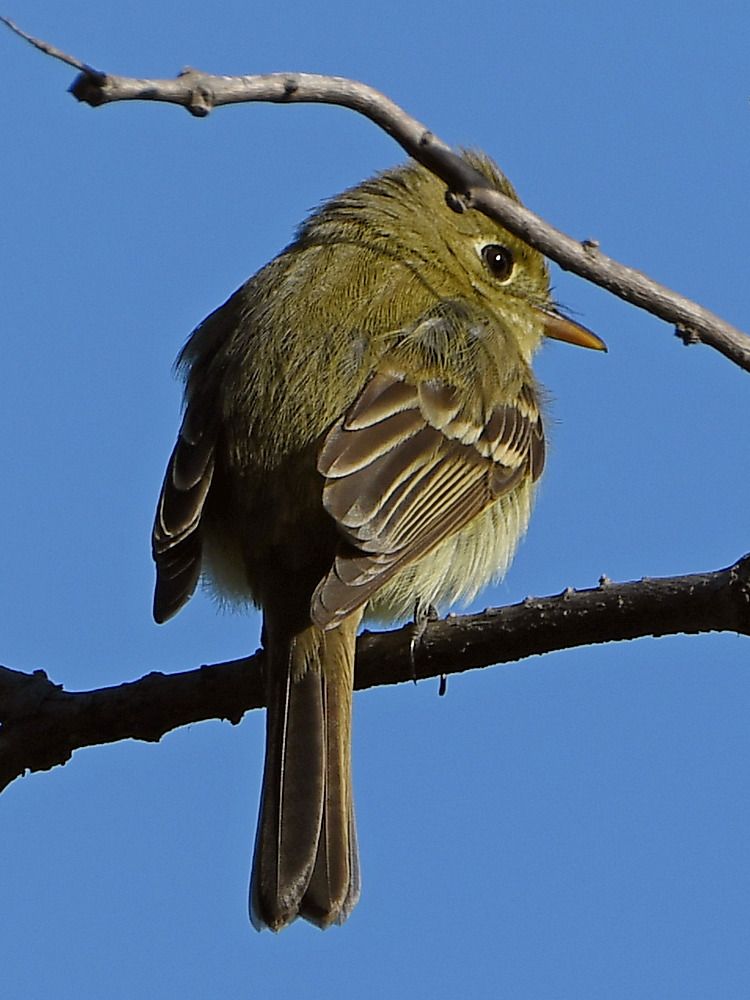 Flycatcher.jpg