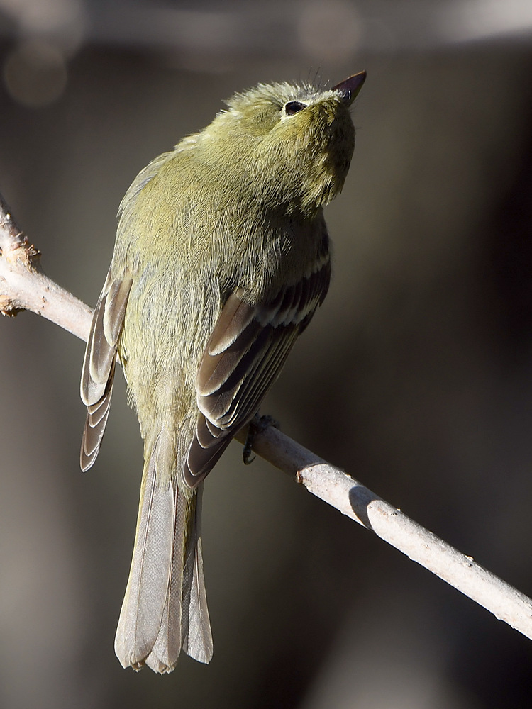 Flycatcher.jpg