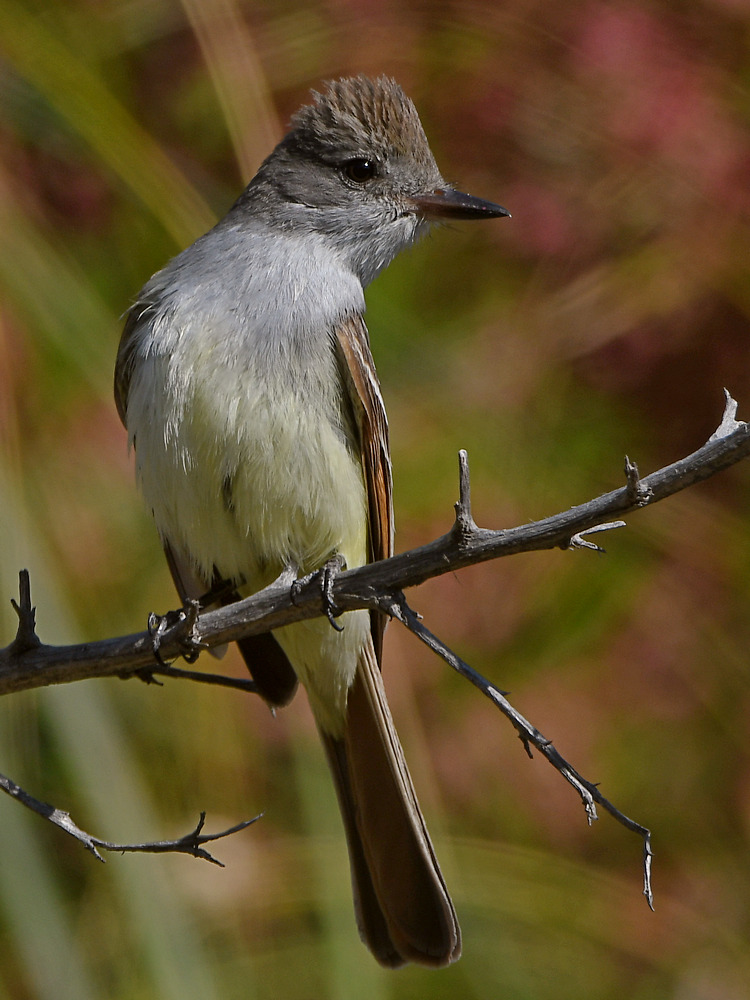 Flycatcher.jpg