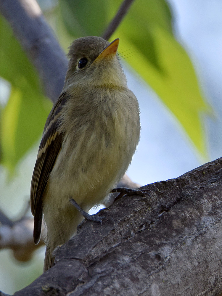 Flycatcher.jpg