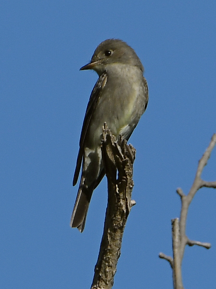 Flycatcher.jpg
