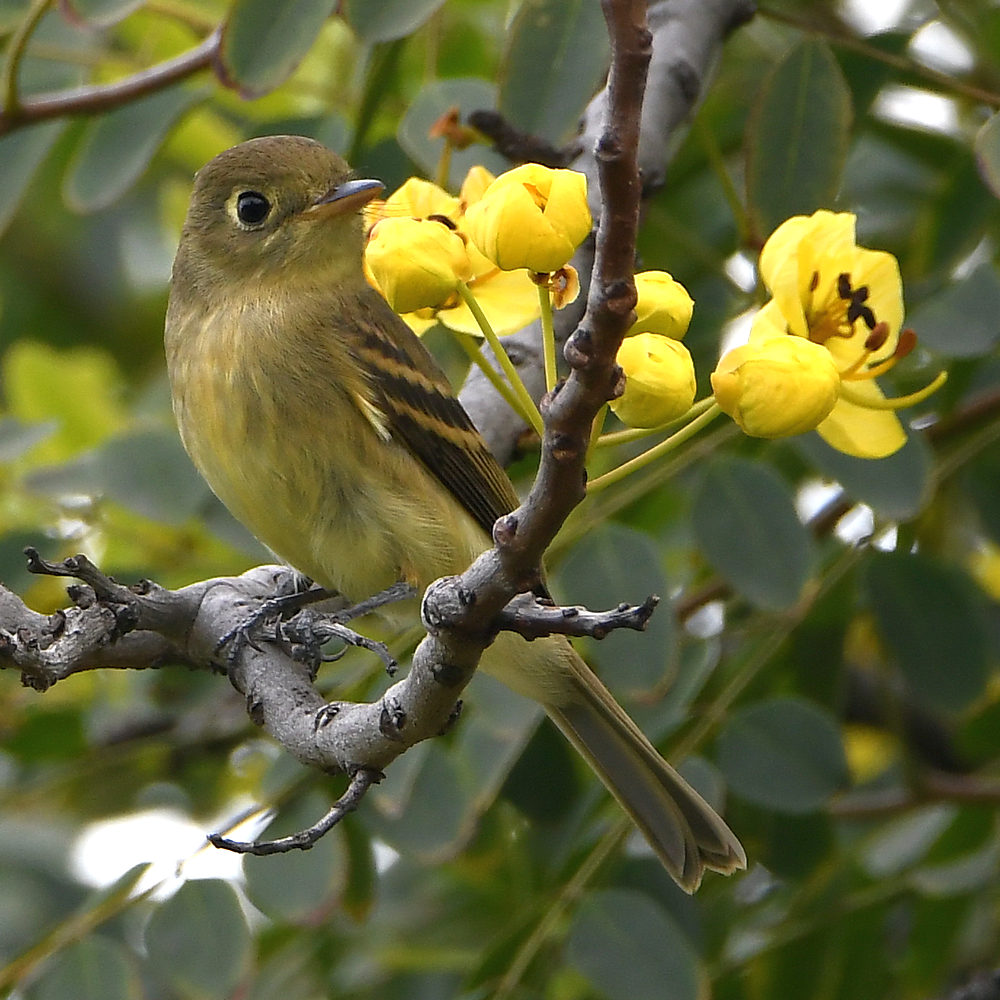 Flycatcher.jpg
