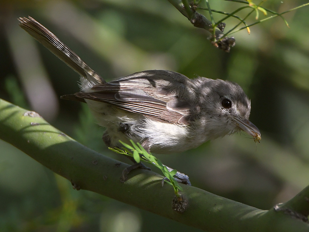 Flycatcher.jpg