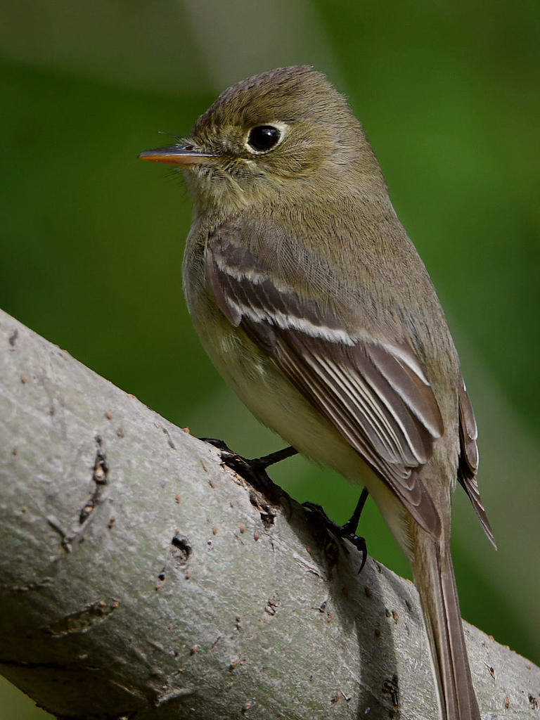 Flycatcher.jpg