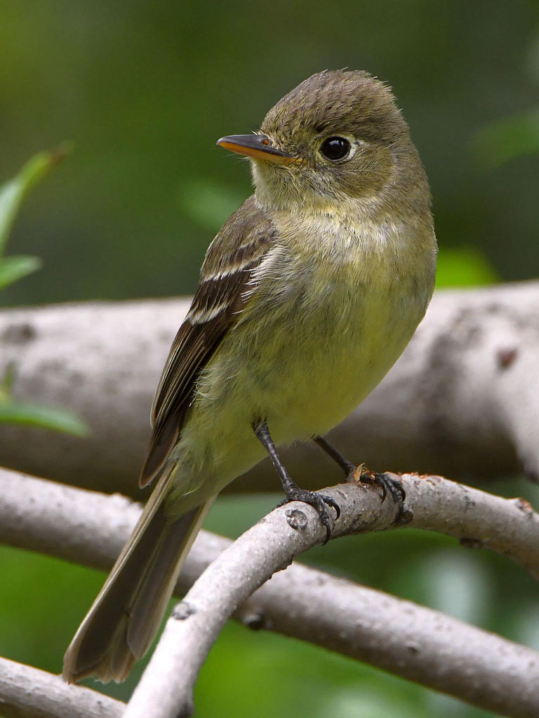 Flycatcher.jpg
