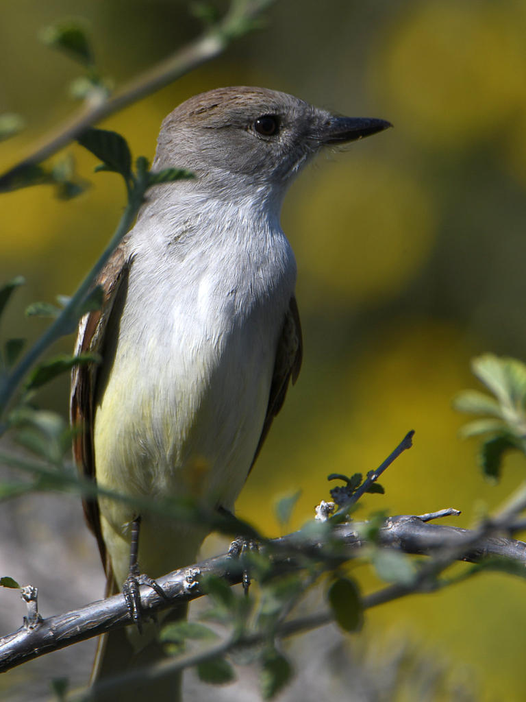 Flycatcher.jpg