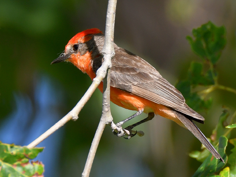Flycatcher10.jpg