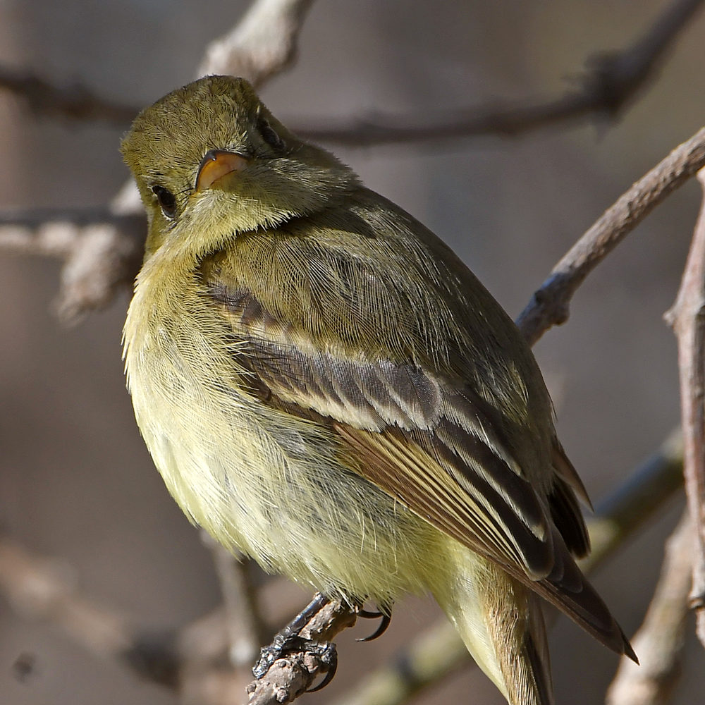 Flycatcher10.jpg