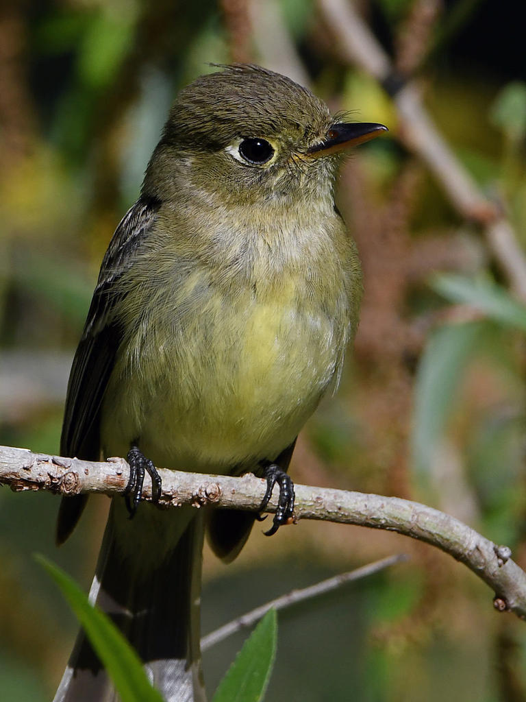 Flycatcher10.jpg