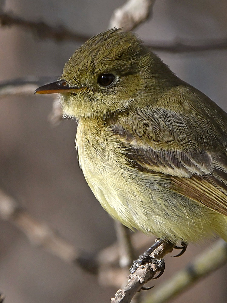 Flycatcher12.jpg
