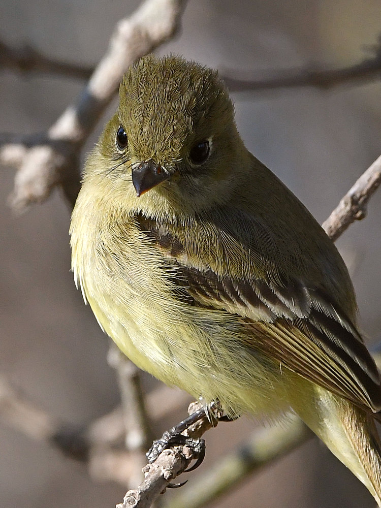 Flycatcher13.jpg