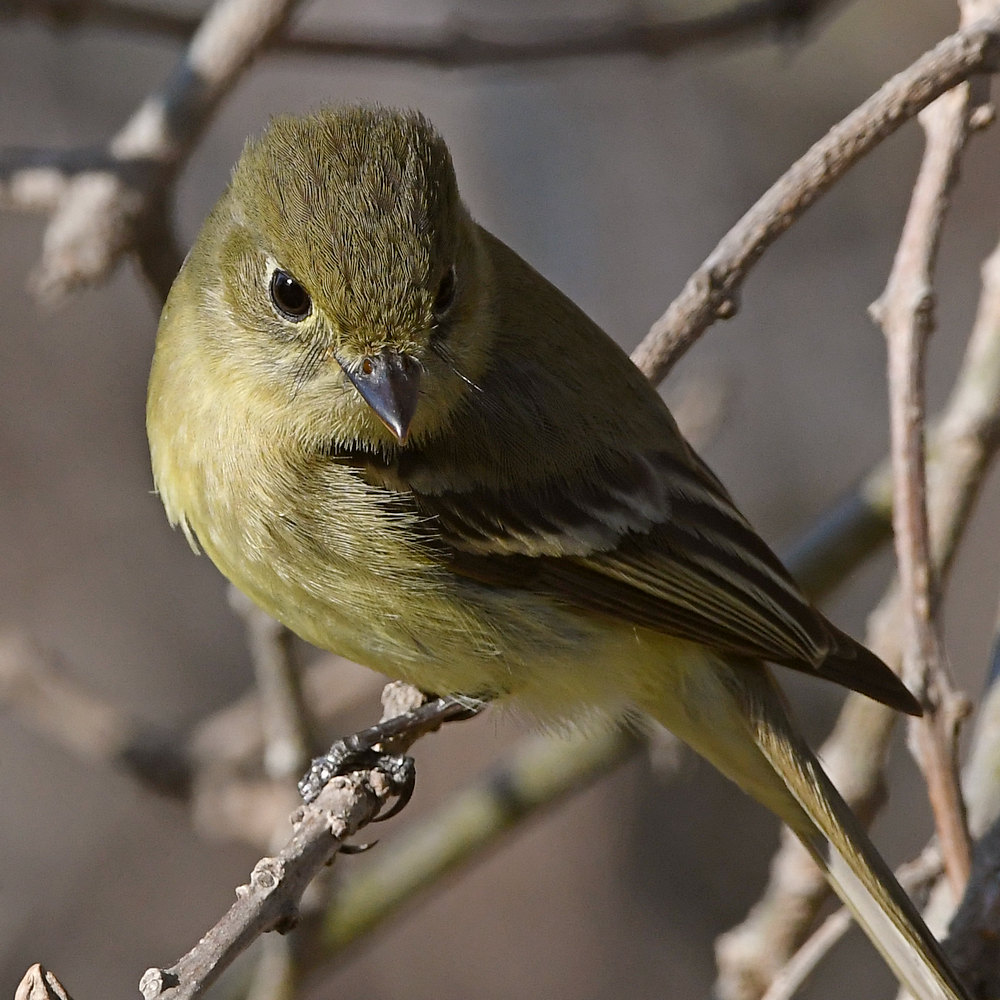 Flycatcher14.jpg