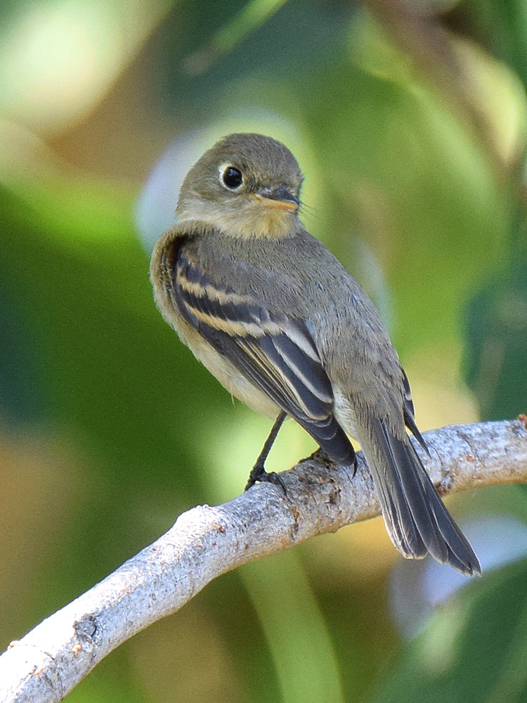 FlyCatcher2.jpg