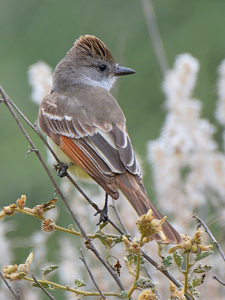 FlyCatcher2.jpg