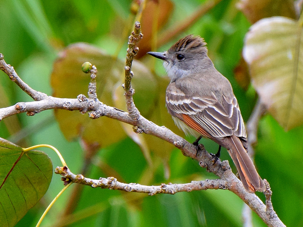 FlyCatcher2.jpg