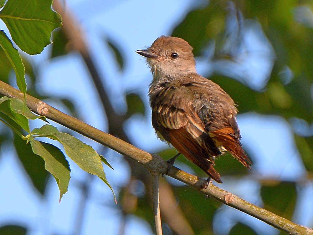 Flycatcher2.jpg